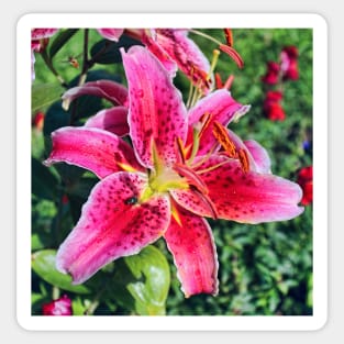 Stargazer Lily Sticker